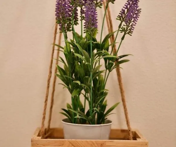 La Rosa Dei Venti 阿拉西奥